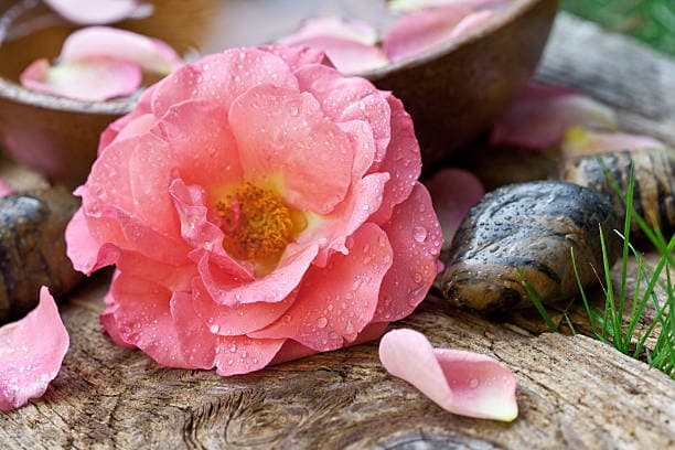 تصویر 1 از گلاب یک و یک تازه با عطر طبیعی رایحه گل محمدی